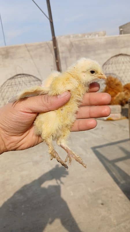 Golden Buff, White Buff, Black Buff, Blue Buff Healthy Chicks for Sale 7