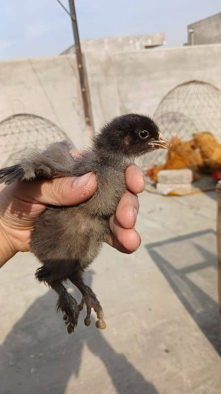 Golden Buff|White Buff| BlackBuff |Blue Buff Chicks| golden Buff eggs 7