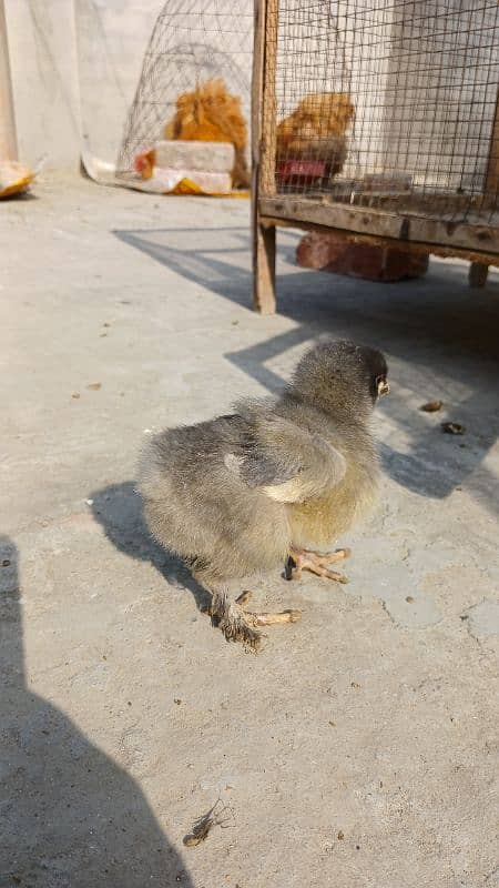 Golden Buff|White Buff| BlackBuff |Blue Buff Chicks| golden Buff eggs 9