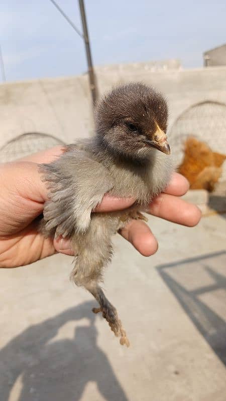 Golden Buff|White Buff| BlackBuff |Blue Buff Chicks| golden Buff eggs 11