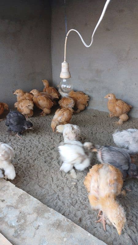 Golden Buff|White Buff| BlackBuff |Blue Buff Chicks| golden Buff eggs 12