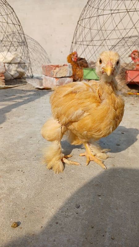 Golden Buff, White Buff, Black Buff, Blue Buff Healthy Chicks for Sale 15