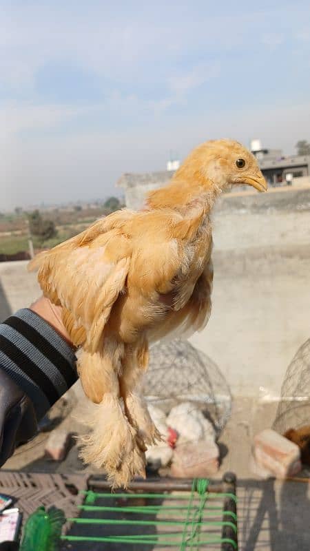 Golden Buff, White Buff, Black Buff, Blue Buff Healthy Chicks for Sale 16