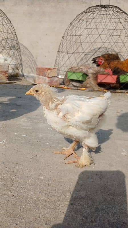 Golden Buff|White Buff| BlackBuff |Blue Buff Chicks| golden Buff eggs 13