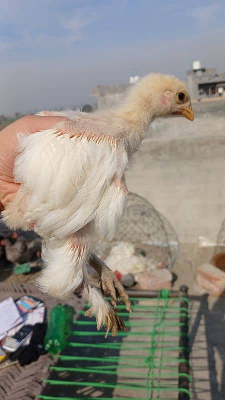 Golden Buff|White Buff| BlackBuff |Blue Buff Chicks| golden Buff eggs 14