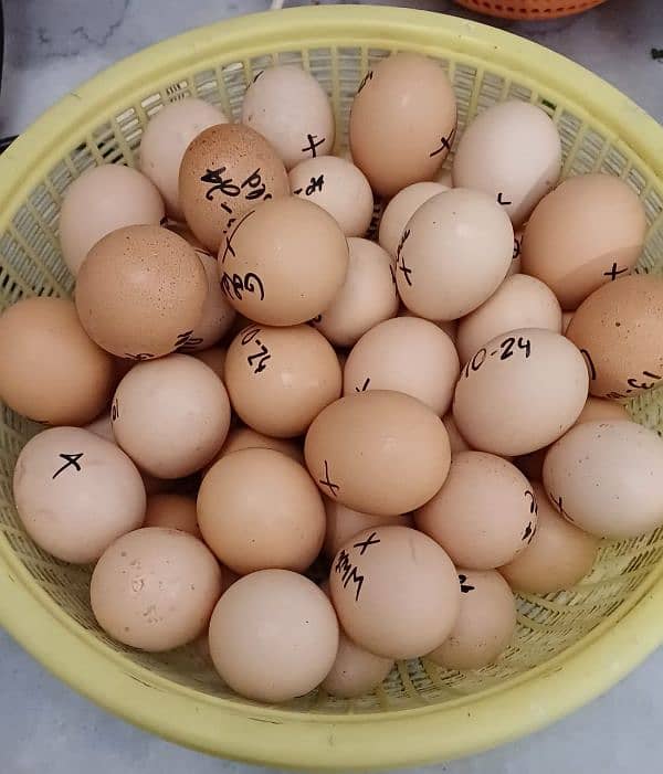 Golden Buff|White Buff| BlackBuff |Blue Buff Chicks| golden Buff eggs 2