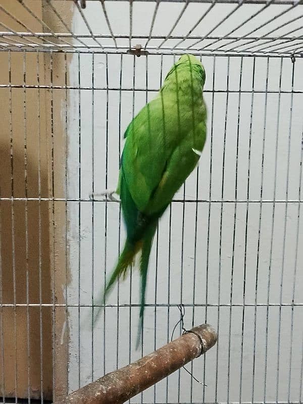 green parrot female 0