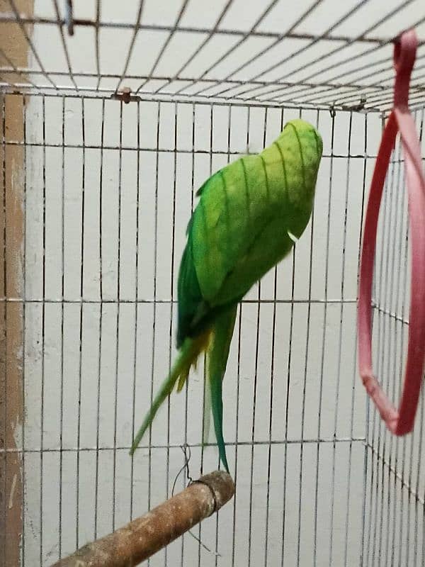 green parrot female 1