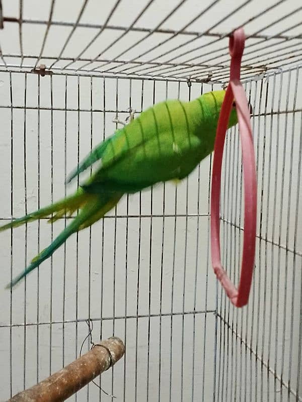 green parrot female 2