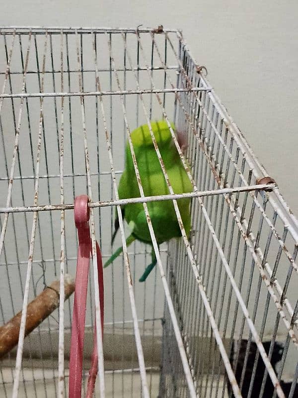 green parrot female 3