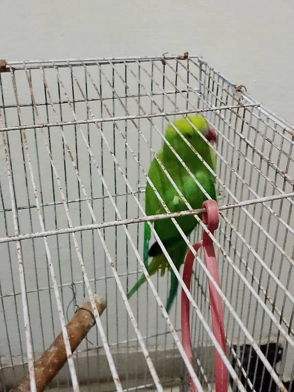 green parrot female 5