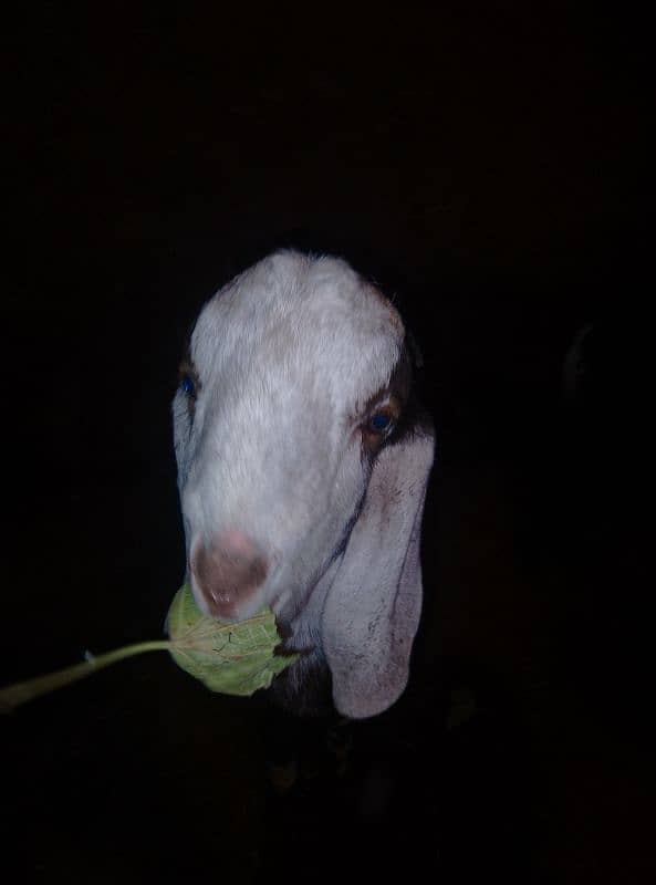 Bakra/Bakar nasal ka Bakra/باکر نسل کا بکرا 0