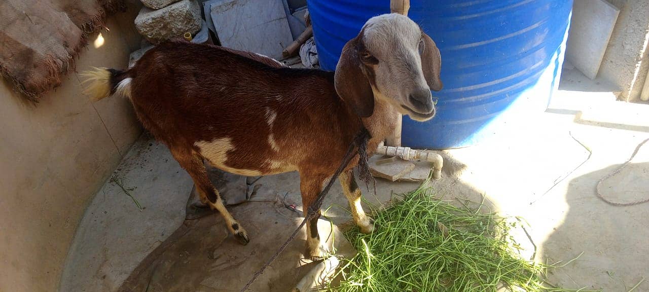 Teddi tapri gabban tyar Bakri for sale VIP print Ki 03162918168 1