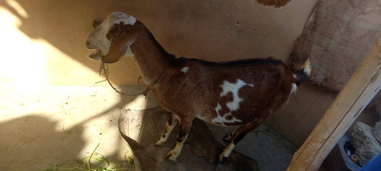 Teddi tapri gabban tyar Bakri for sale VIP print Ki 03162918168 4