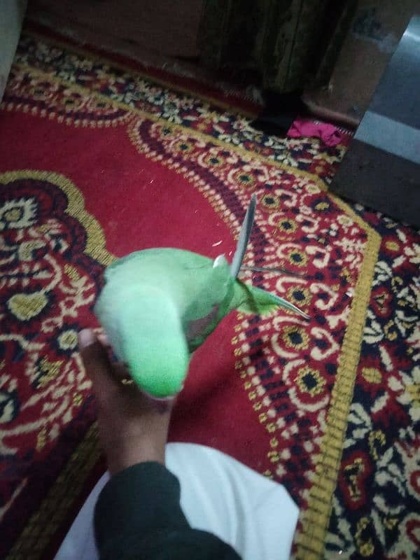 green raw paroot 2