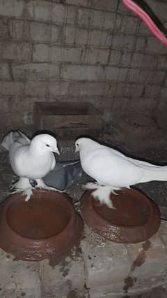 sherazi pigeon pair breeder 1 female extra hain