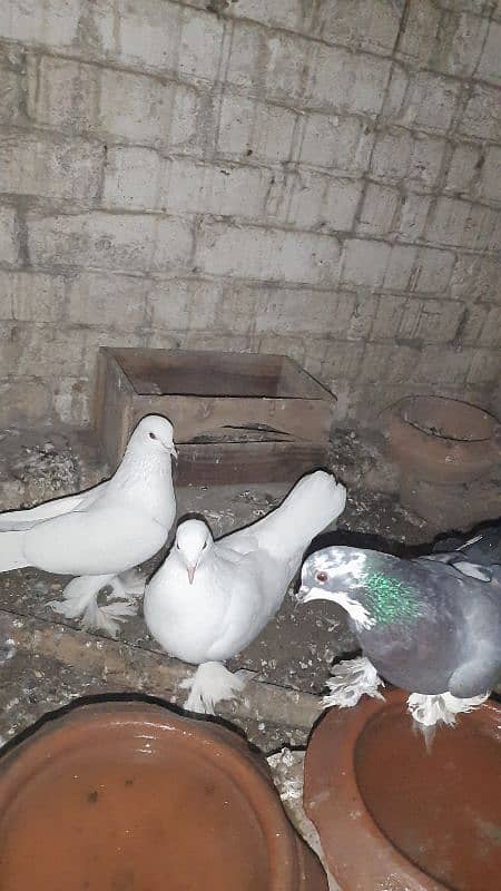 sherazi pigeon pair breeder 1 female extra hain 1