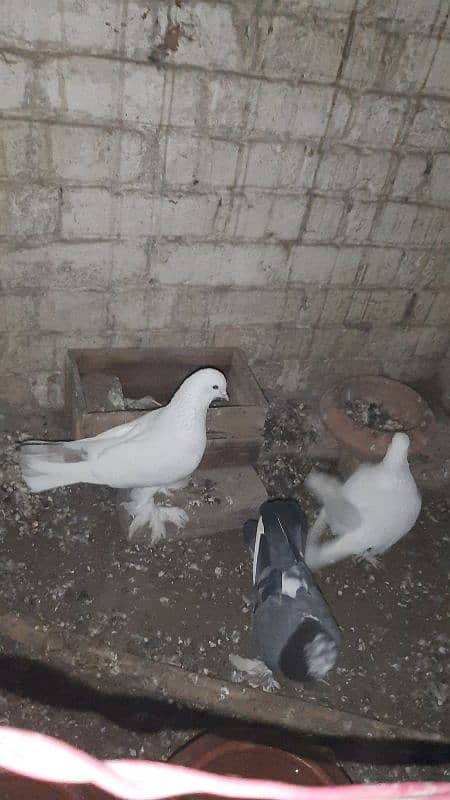 sherazi pigeon pair breeder 1 female extra hain 3