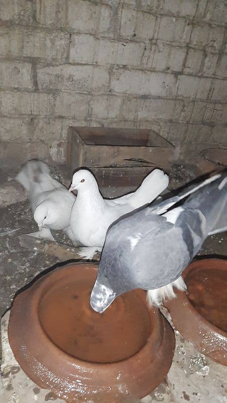 sherazi pigeon pair breeder 1 female extra hain 4