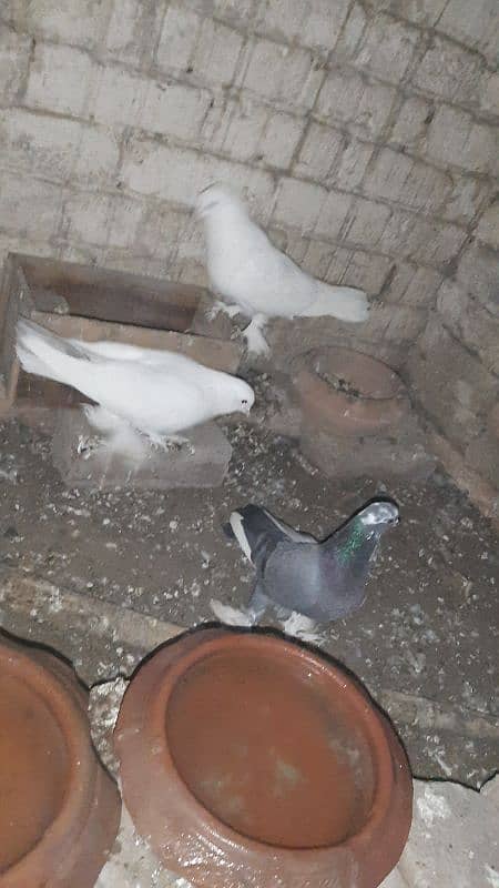 sherazi pigeon pair breeder 1 female extra hain 6