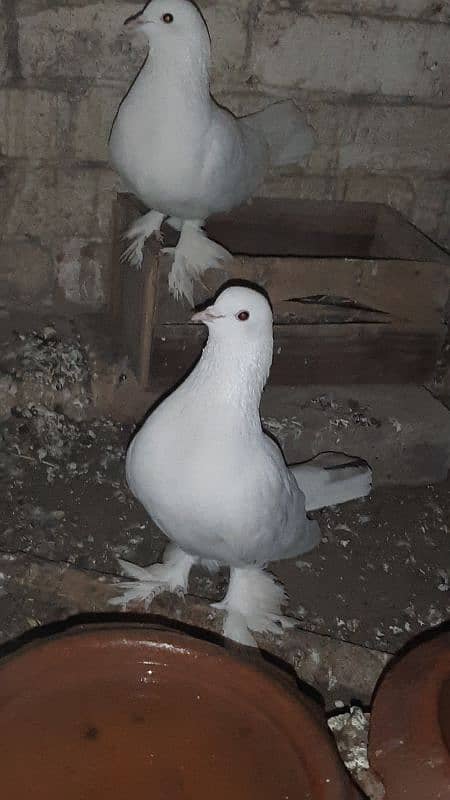 sherazi pigeon pair breeder 1 female extra hain 7