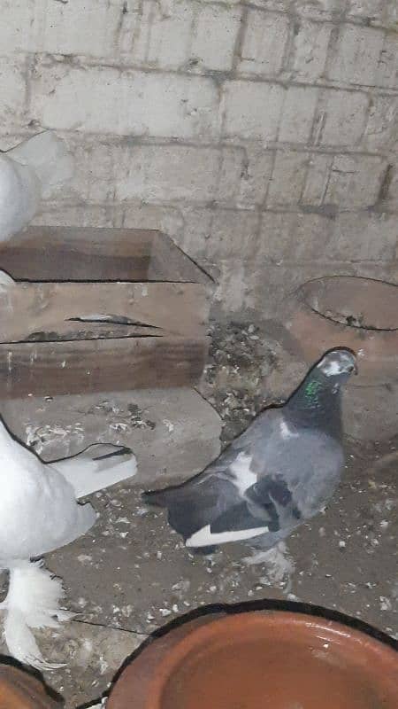 sherazi pigeon pair breeder 1 female extra hain 8