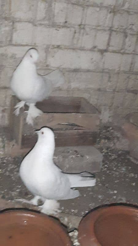 sherazi pigeon pair breeder 1 female extra hain 9