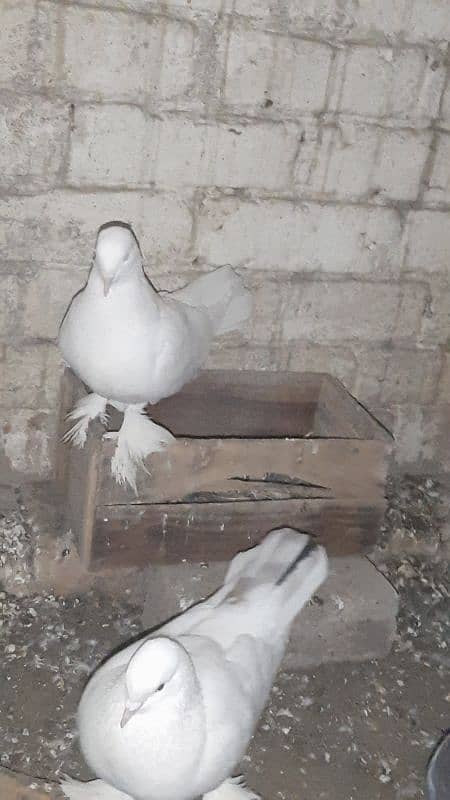 sherazi pigeon pair breeder 1 female extra hain 10