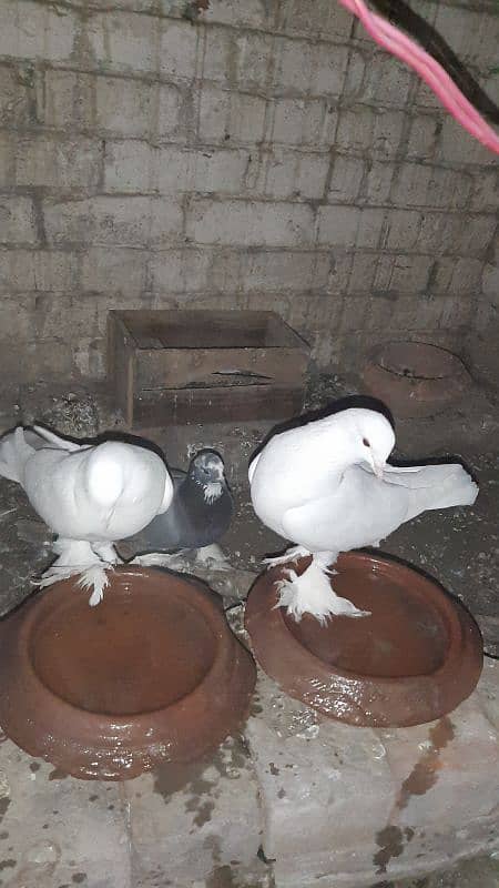 sherazi pigeon pair breeder 1 female extra hain 11