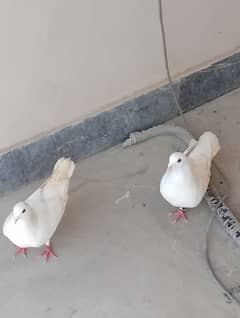 full white pigeon age 5 month