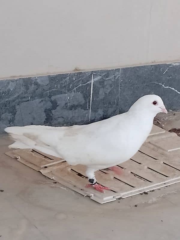 full white pigeon age 5 month 1