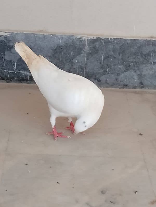 full white pigeon age 5 month 2