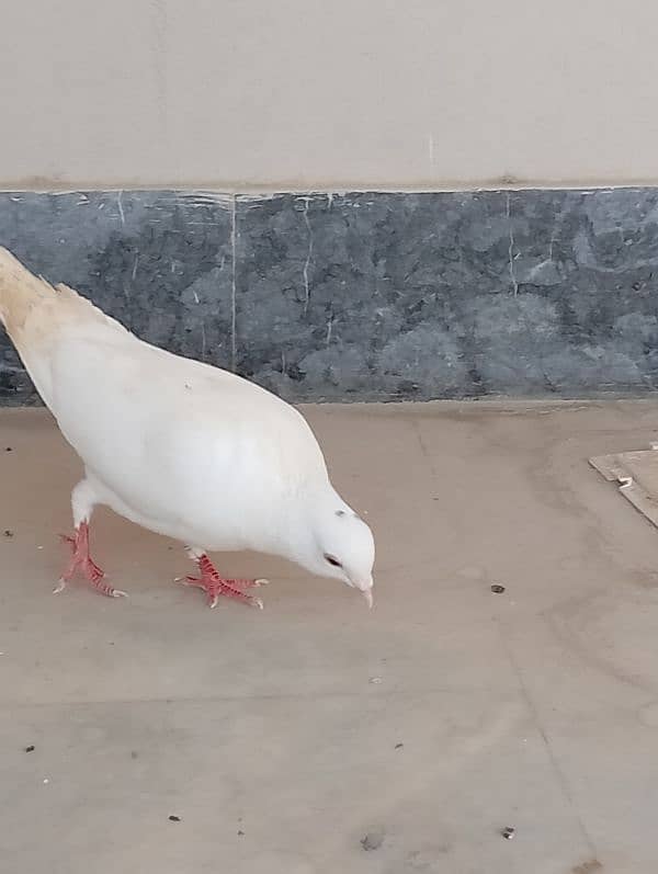 full white pigeon age 5 month 3