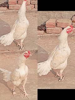 Aseel heera rooster available