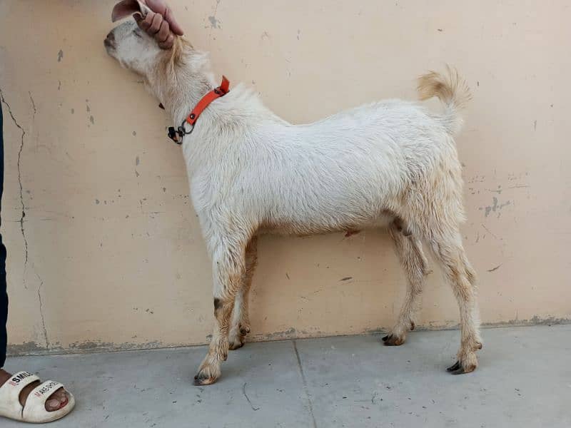 Rajanpuri Gulabi male breeder 0