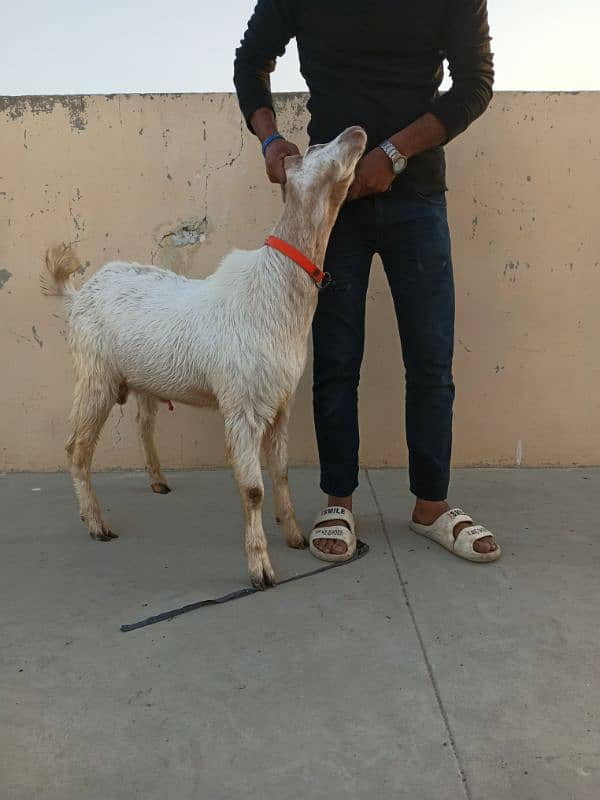 Rajanpuri Gulabi male breeder 2