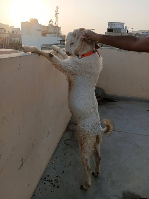 Rajanpuri Gulabi male breeder 5