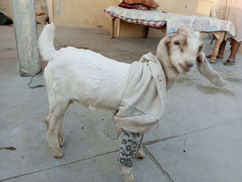 Rajanpuri Gulabi male breeder 6