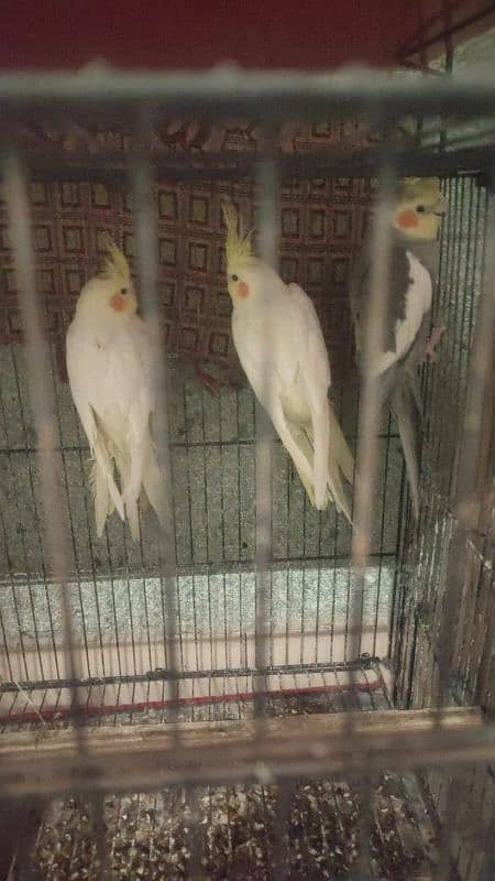 cocktail yellow red eyes urgent sale 0