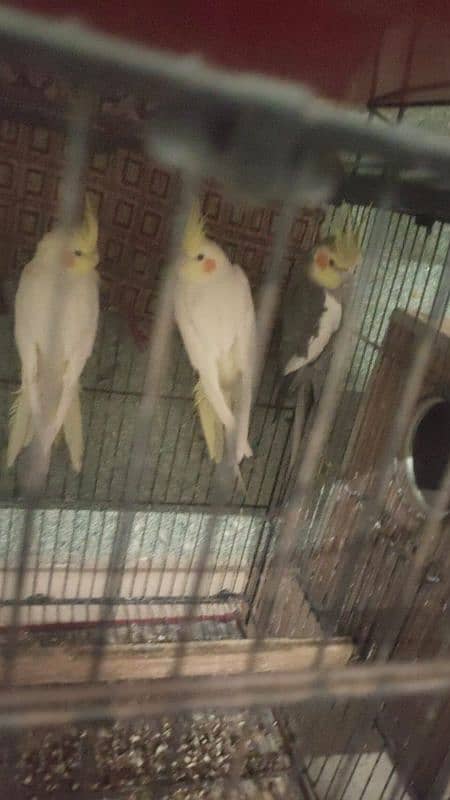 cocktail yellow red eyes urgent sale 1