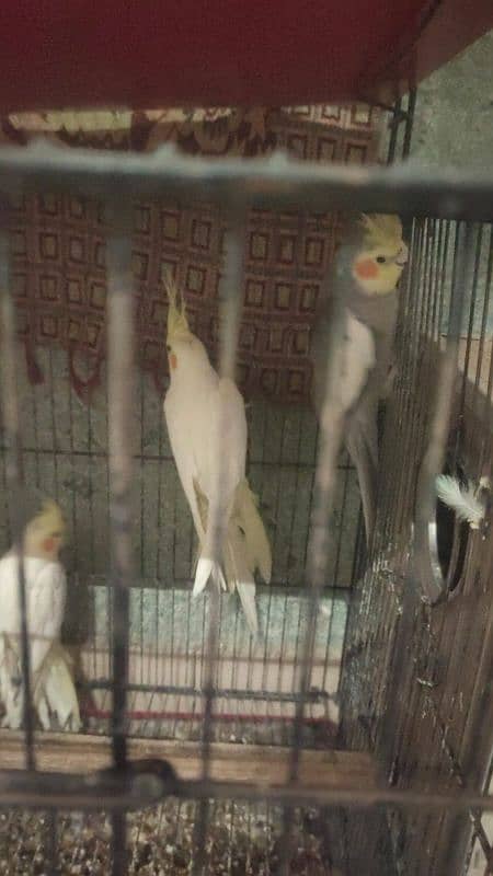 cocktail yellow red eyes urgent sale 2