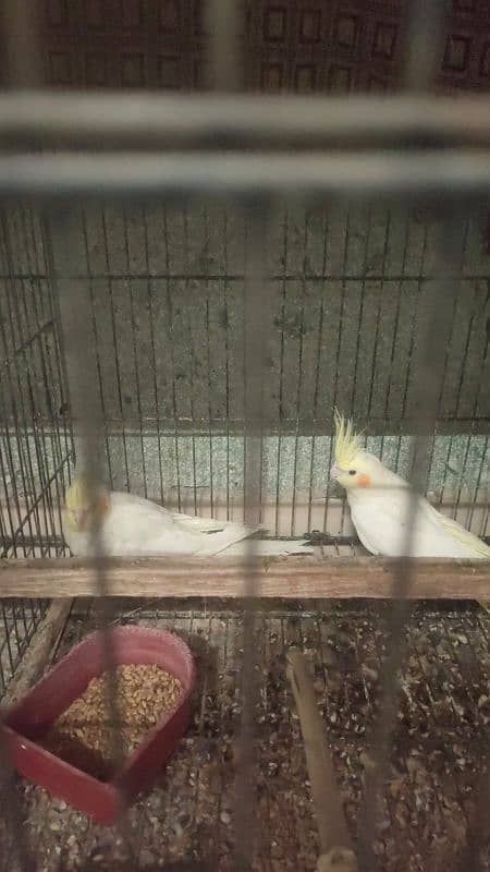 cocktail yellow red eyes urgent sale 3