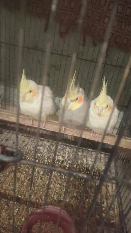 cocktail yellow red eyes urgent sale 4