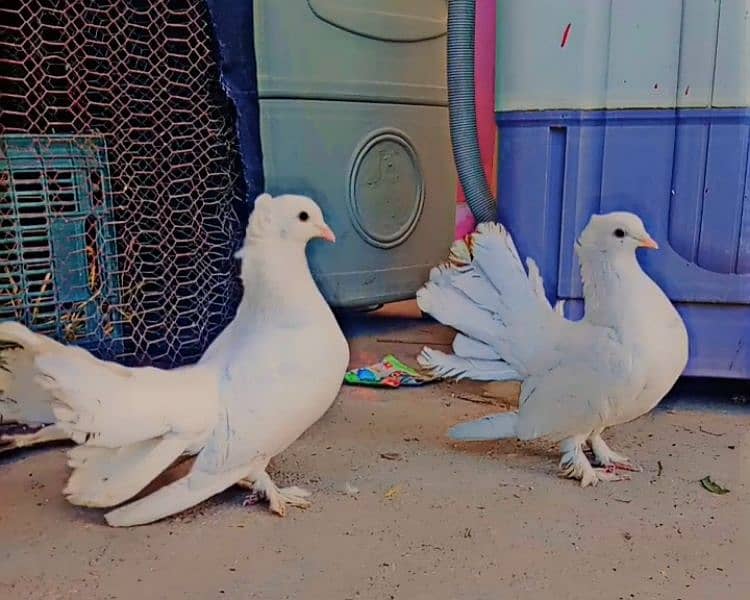 White Faintail breeder pair 2