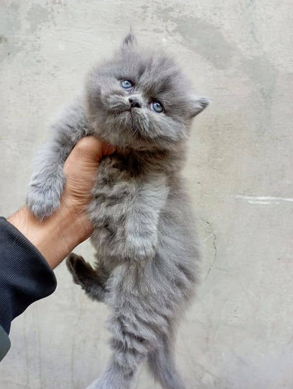 Persian cat kitten 1