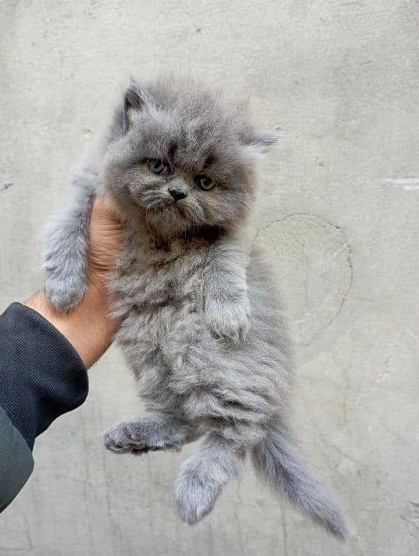 Persian cat kitten 2