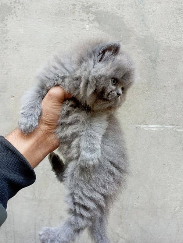 Persian cat kitten 3