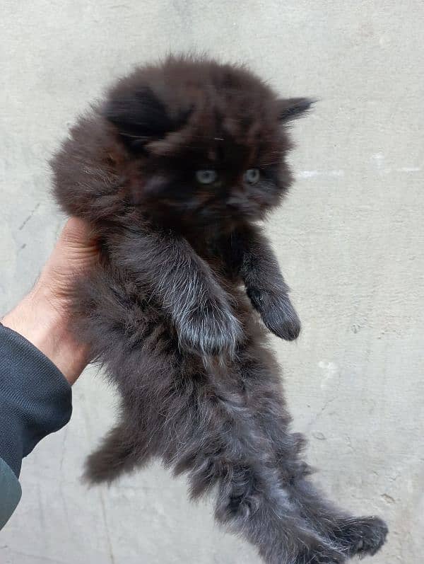 Persian cat kitten 4