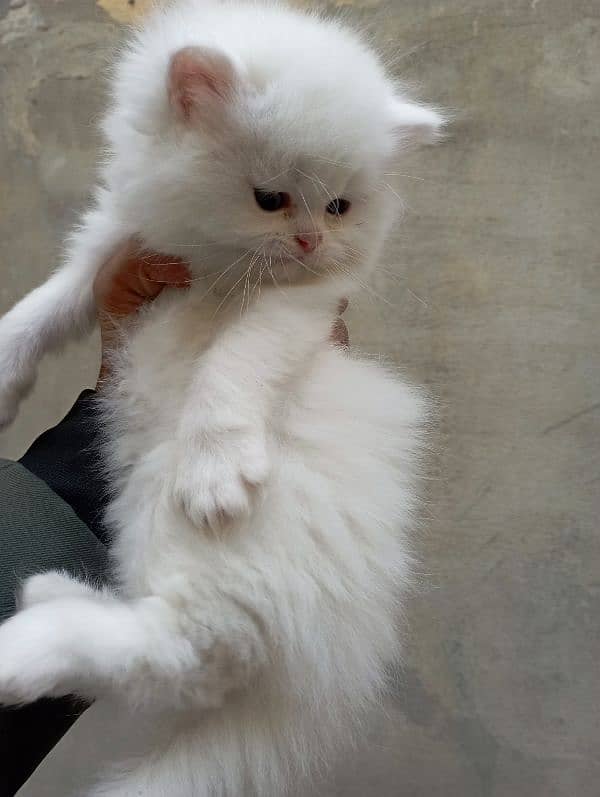 Persian cat kitten 6