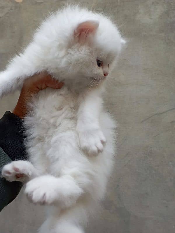 Persian cat kitten 7